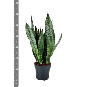 Sansevieria Trifasciata Golden Edge