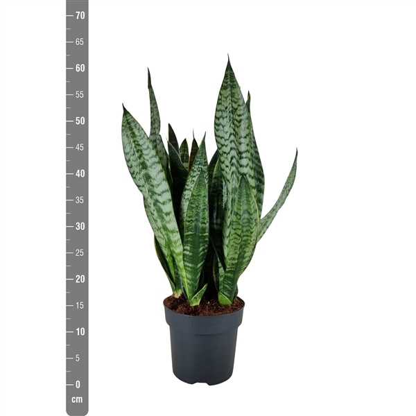 <h4>Sansevieria Trifasciata Golden Edge</h4>