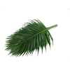 Kentia Palm 120