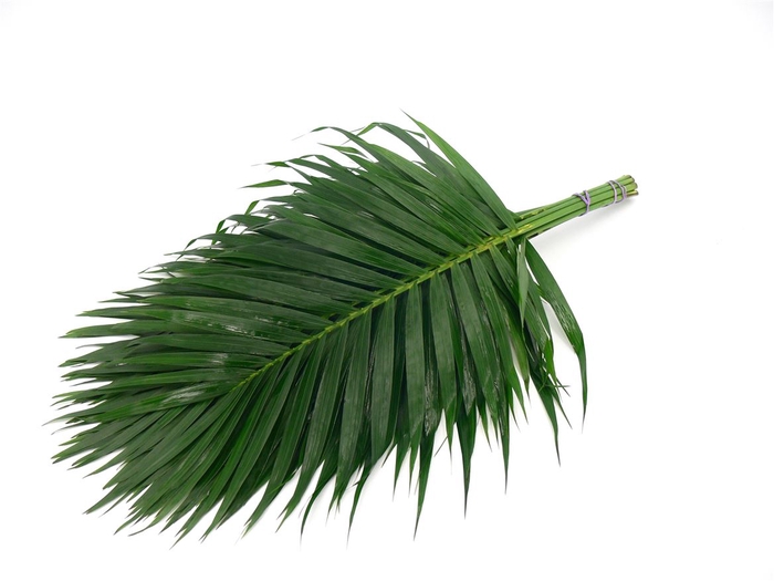 Kentia Palm 120