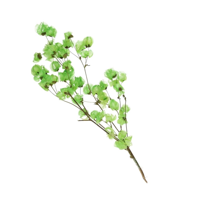 <h4>Droogbloem Bougainvillea 45-55cm</h4>