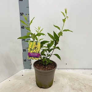 Forsythia intermedia 'Spectabilis'