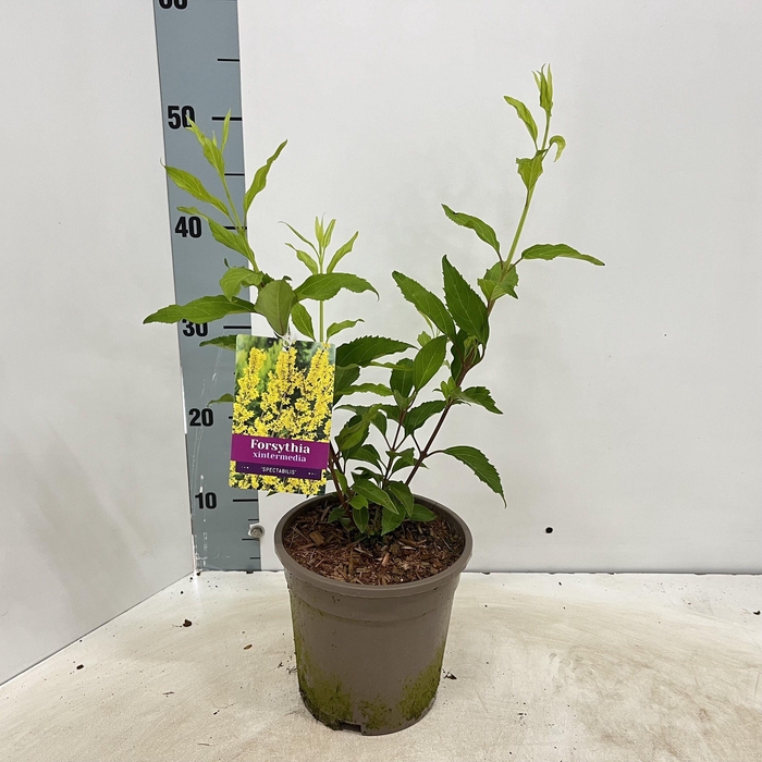 <h4>Forsythia intermedia 'Spectabilis'</h4>