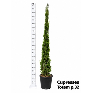 CUPRES SE TOTEM