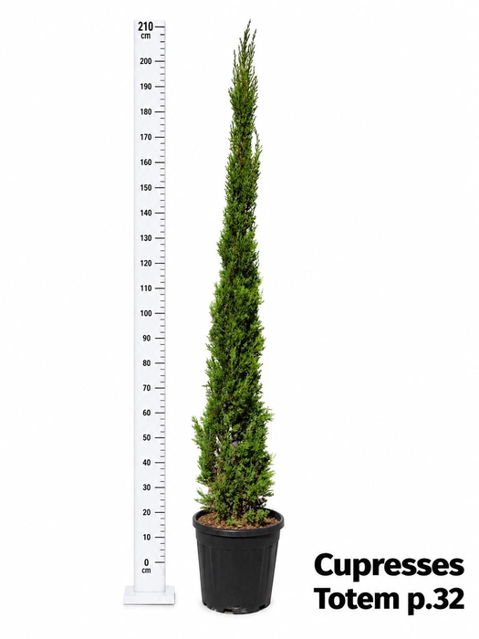 <h4>CUPRES SE TOTEM</h4>