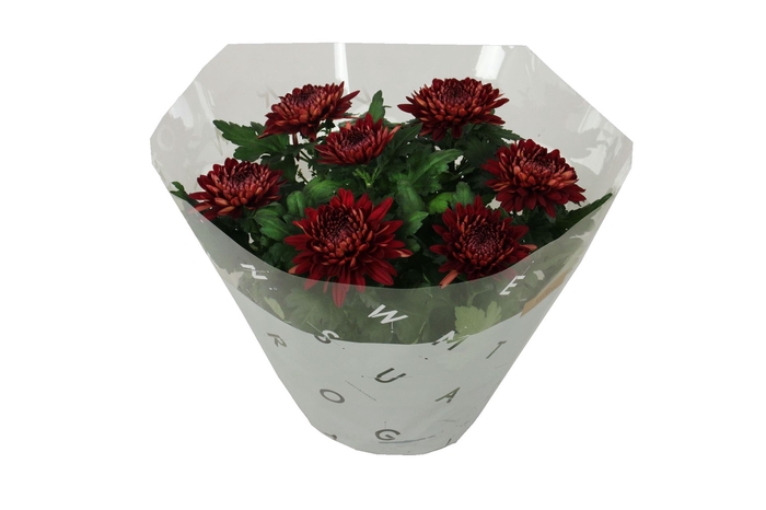 <h4>Chrysanthemum  'Cosmo Bordeaux'</h4>