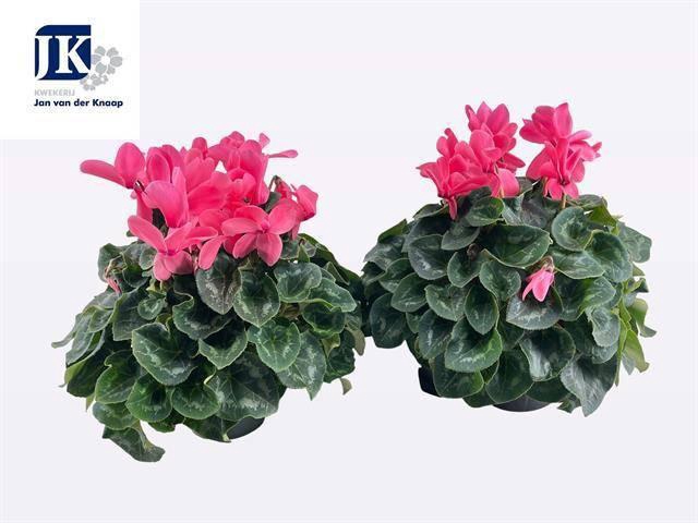 <h4>CYCL GR SUP MAMMOTH</h4>