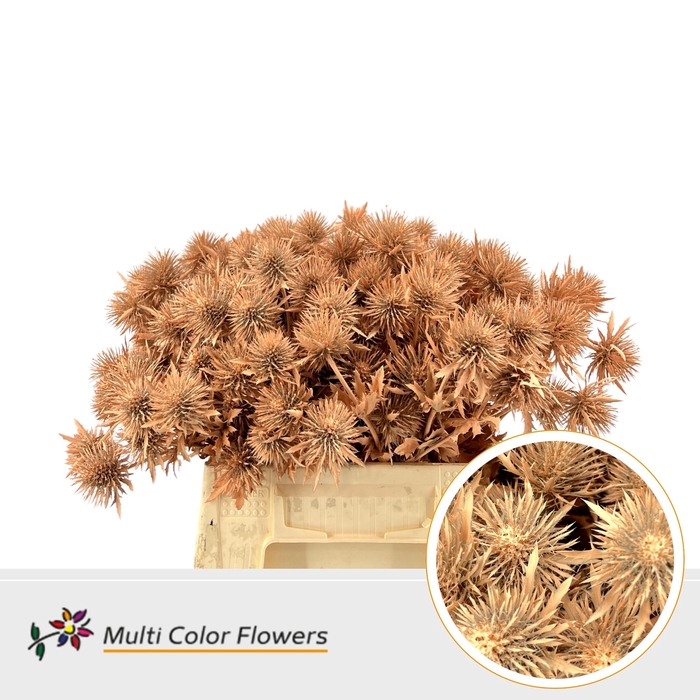 <h4>Eryngium Apricot</h4>