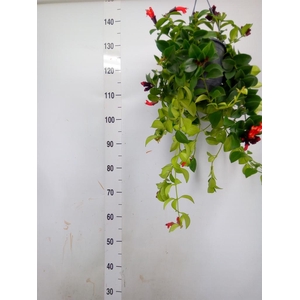 Aeschynanthus  'Mona Lisa'