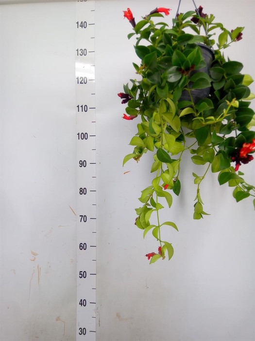 <h4>Aeschynanthus  'Mona Lisa'</h4>