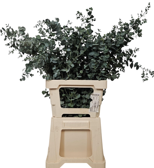 <h4>EUCA GU AZURA</h4>