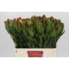 Leucadendron Laurel Yellow