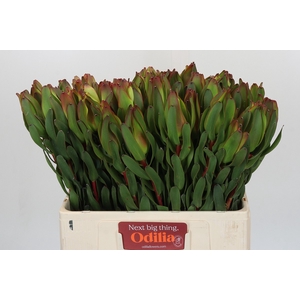 Leucadendron Laurel Yellow