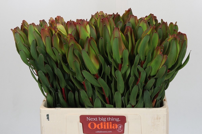 Leucadendron Laurel Yellow