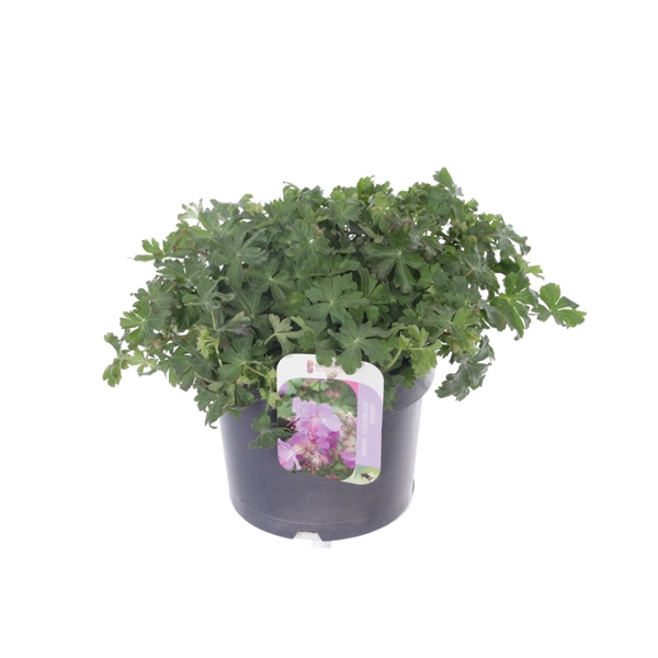 <h4>Geranium cant. Karmina</h4>