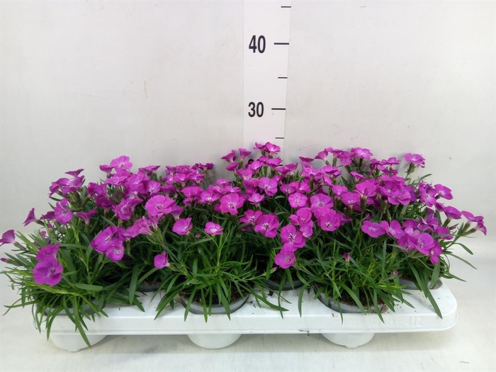 <h4>Dianthus   ...</h4>