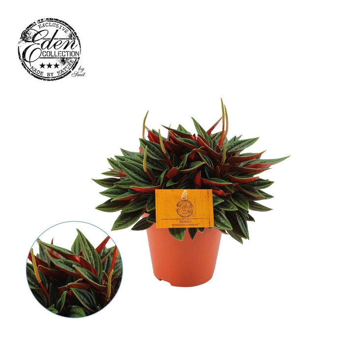 <h4>Peperomia Rosso P12</h4>