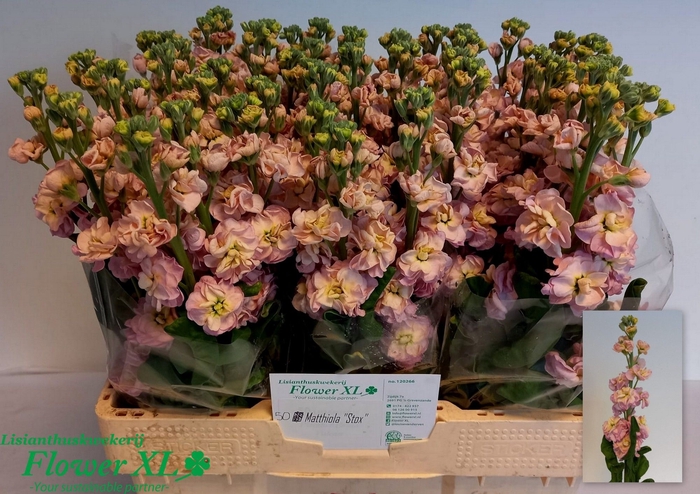 MATTH STOX CHAMPAGNE