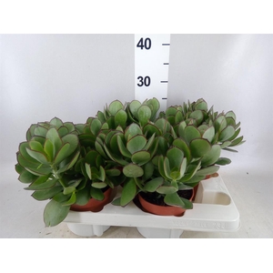 Cotyledon pendens