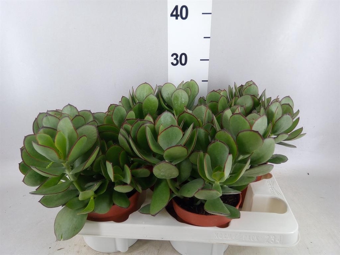 <h4>Cotyledon pendens</h4>