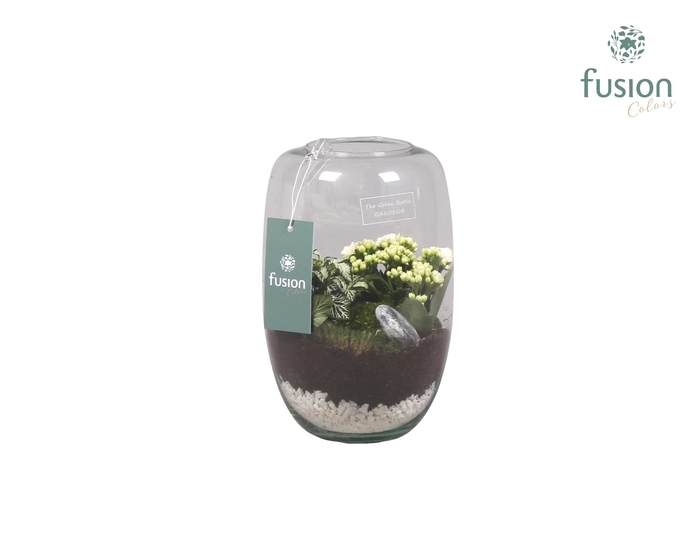 <h4>Green Bottle Isabella white met kalanchoe</h4>