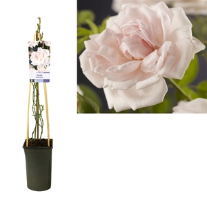 Rosa 'New Dawn' +light label