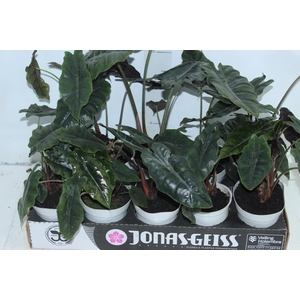 ALOCASIA CHANTRIERI P12