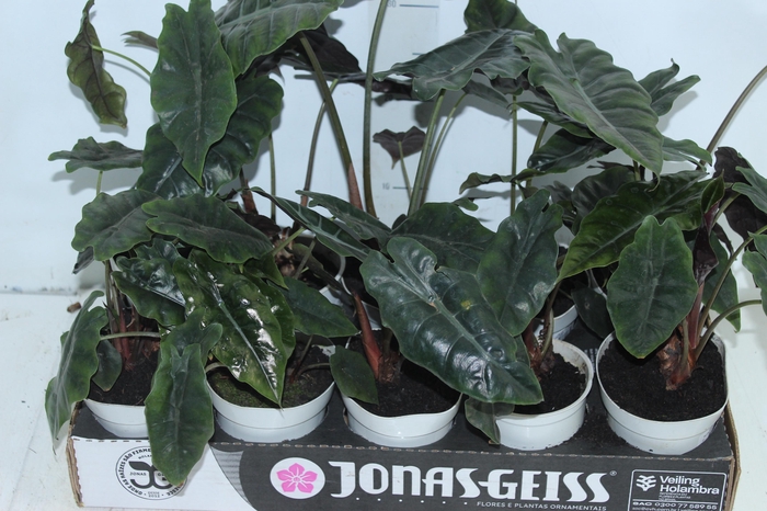 <h4>ALOCASIA CHANTRIERI P12</h4>