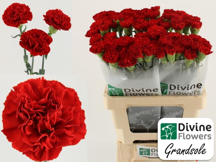 <h4>Dianthus ST 'Grandsole'</h4>