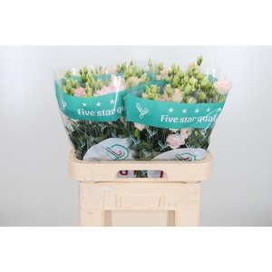 Eus G Alissa Ligh Pi