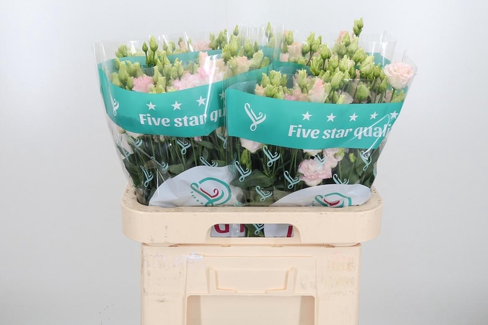 <h4>Eus G Alissa Ligh Pi</h4>