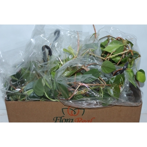 PLANTA PENDENTE VARIADO 1/2 CUIA