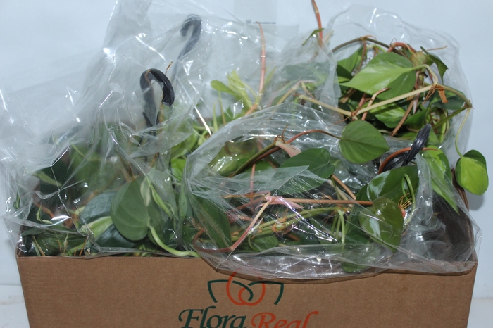 <h4>PLANTA PENDENTE VARIADO 1/2 CUIA</h4>