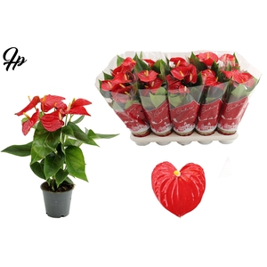 Anthurium Esudo in Couture Christmas sleeve