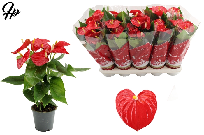 <h4>Anthurium Esudo in Couture Christmas sleeve</h4>