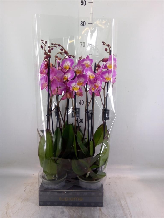 <h4>Phalaenopsis  'Ant Split'</h4>