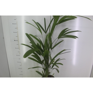 PALMEIRA RAPHIS P17
