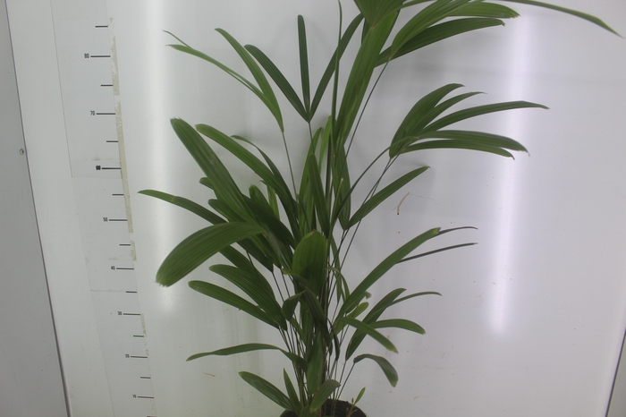 <h4>PALMEIRA RAPHIS P17</h4>