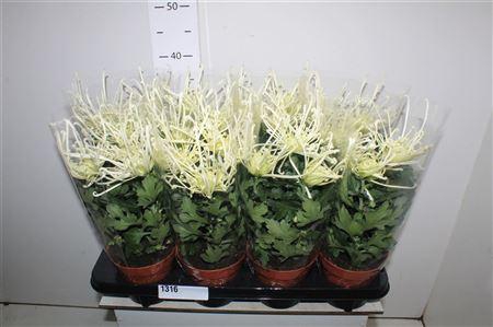 <h4>Chrys Firewo Cream</h4>