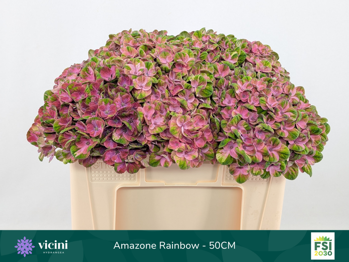 <h4>Amazone Rainbow - 50CM</h4>