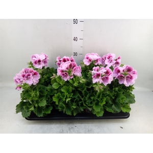 Pelargonium gran.   ..