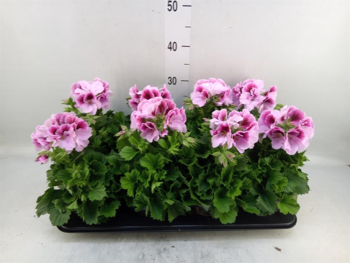 <h4>Pelargonium gran.   ..</h4>