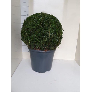 Buxus semp.   ...