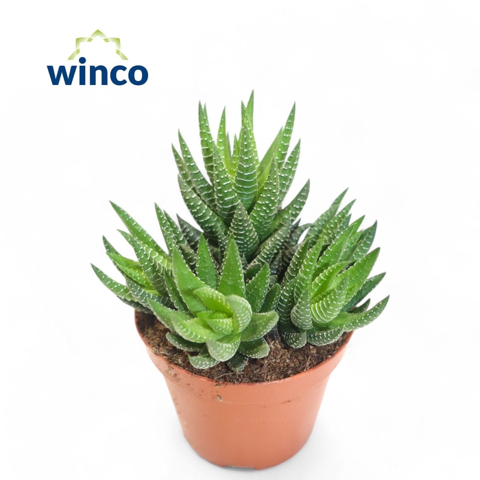 <h4>Haworthia Coarctata</h4>