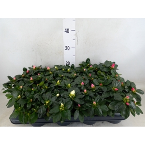 Rhododendron sim.   ...mix