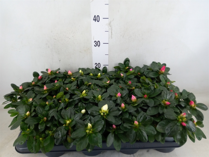 <h4>Rhododendron sim.   ...mix</h4>