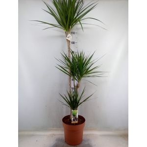 Dracaena marg.