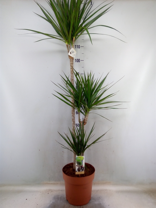 <h4>Dracaena marg.</h4>