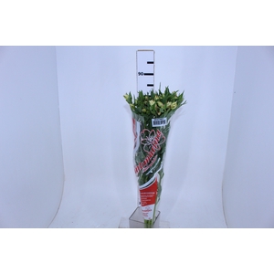 ALSTROEMERIA WHITNEY 080 CM