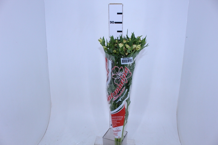 ALSTROEMERIA WHITNEY 080 CM